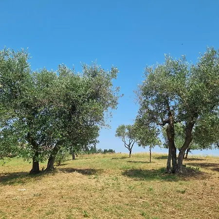 Gli Ulivi Di 3 *